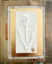 Prayer Box - Tulip