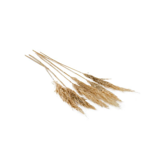 Pampas Grass 25.5" - 28" Pack of 6