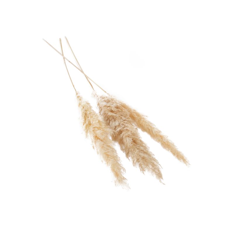 Pampas Grass 47" - 53"/ Pack of 3