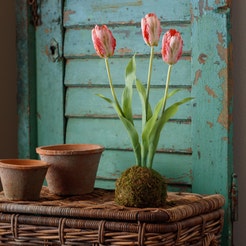 Tulip Pink In Moss Ball