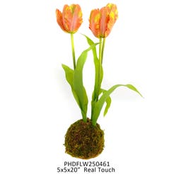 Tulips Orange In Moss Ball